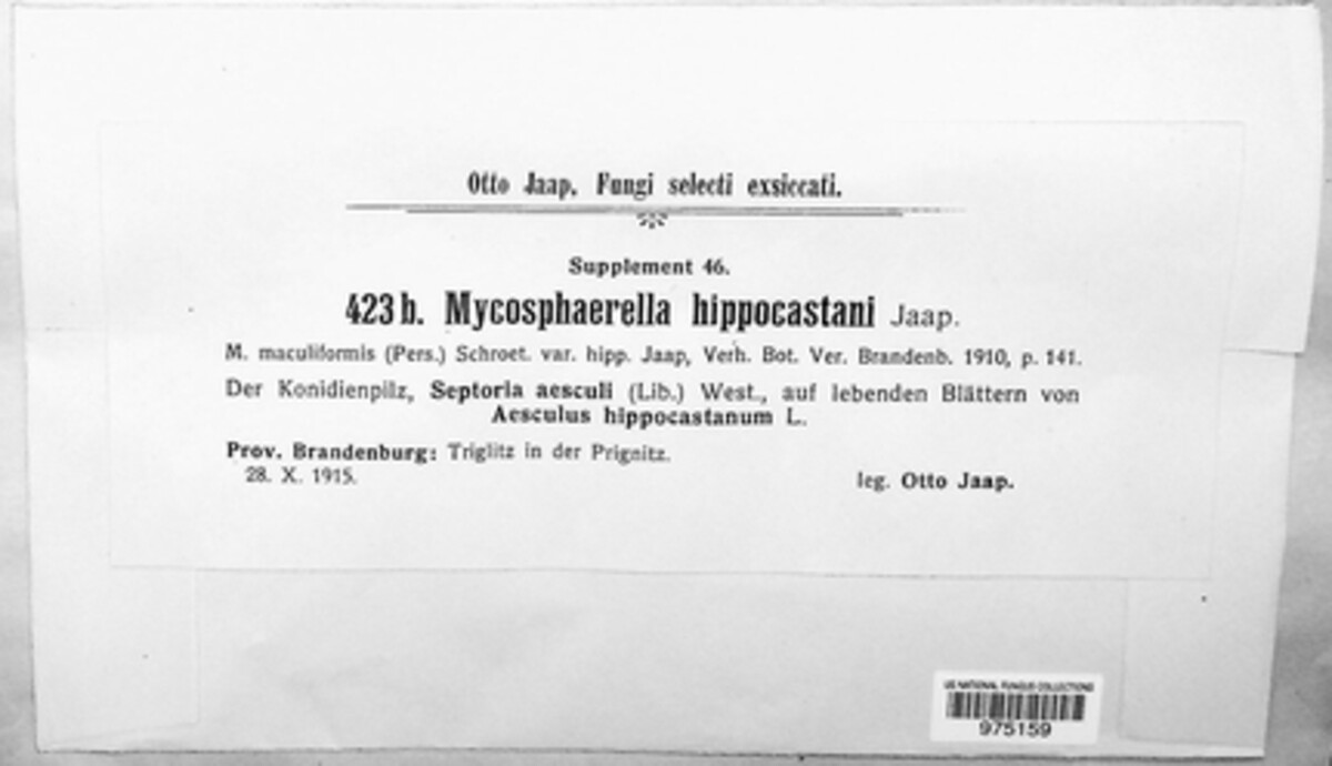 Mycosphaerella hippocastani image